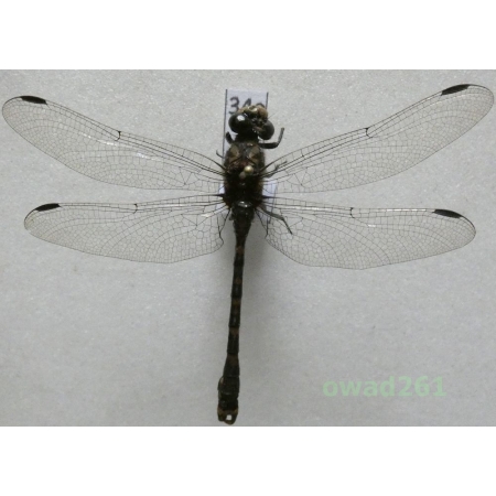 Odonata sp. Poland34e